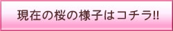 現在の桜の様子はコチラ!!